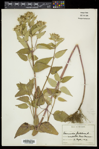 Monarda fistulosa subsp. fistulosa image