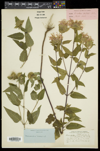 Monarda fistulosa subsp. fistulosa image