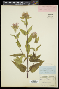 Monarda fistulosa subsp. fistulosa image