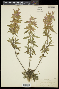 Monarda punctata image