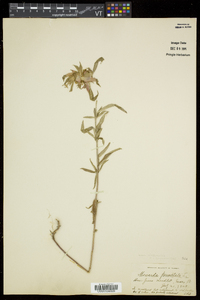 Monarda punctata image