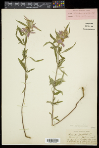 Monarda punctata image