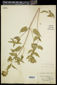 Monarda fistulosa subsp. fistulosa image