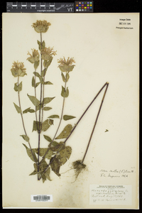 Monarda fistulosa subsp. fistulosa image