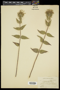 Monarda fistulosa subsp. fistulosa image