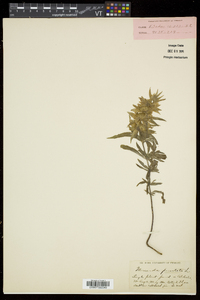 Monarda punctata image