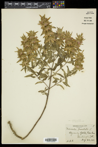 Monarda punctata subsp. punctata image