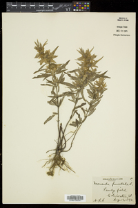 Monarda punctata subsp. punctata image