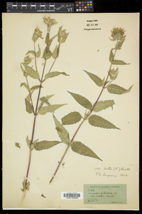 Monarda fistulosa subsp. fistulosa image