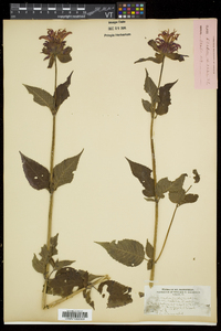 Monarda fistulosa var. rubra image