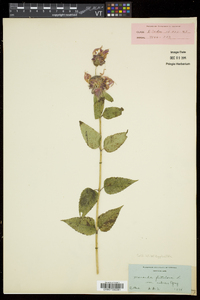 Monarda fistulosa var. rubra image