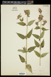 Monarda fistulosa var. rubra image