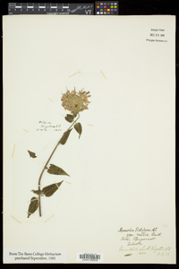 Monarda fistulosa subsp. fistulosa image