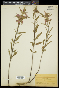 Monarda punctata subsp. punctata image