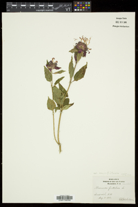 Monarda fistulosa subsp. fistulosa image