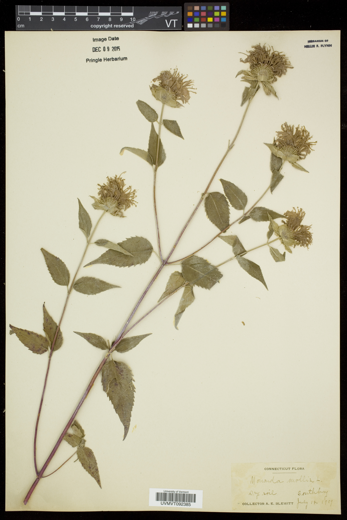 Monarda fistulosa subsp. fistulosa image