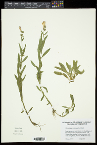 Physostegia virginiana subsp. virginiana image