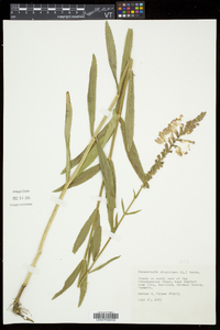 Physostegia virginiana image