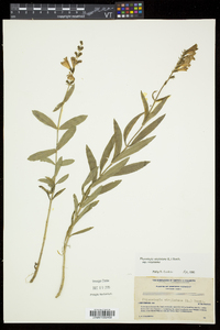 Physostegia virginiana image