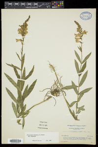 Physostegia virginiana subsp. virginiana image