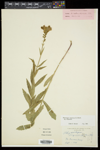 Physostegia virginiana image