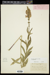 Physostegia virginiana image