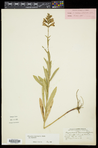 Physostegia virginiana image