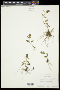 Prunella vulgaris subsp. lanceolata image