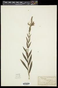 Physostegia virginiana image