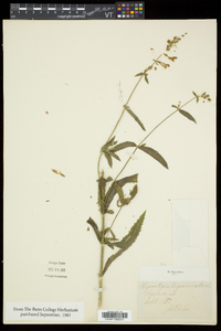 Physostegia virginiana image