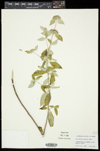 Pycnanthemum incanum image