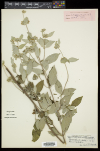 Pycnanthemum incanum image