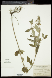 Pycnanthemum incanum image