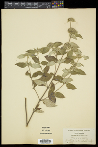 Pycnanthemum incanum image