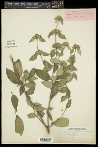 Pycnanthemum incanum image