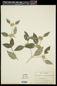 Pycnanthemum incanum image