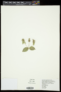 Pycnanthemum muticum image