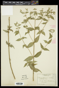 Pycnanthemum muticum image