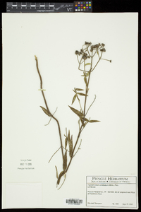 Pycnanthemum verticillatum var. verticillatum image