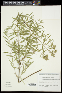 Pycnanthemum verticillatum image