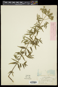 Pycnanthemum verticillatum image