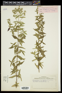 Pycnanthemum verticillatum var. verticillatum image