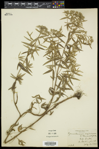 Pycnanthemum virginianum image