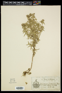 Pycnanthemum virginianum image