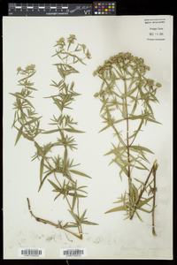 Pycnanthemum virginianum image