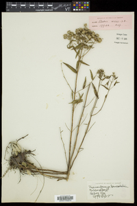 Pycnanthemum virginianum image