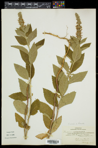 Teucrium canadense var. occidentale image