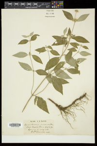 Pycnanthemum incanum image