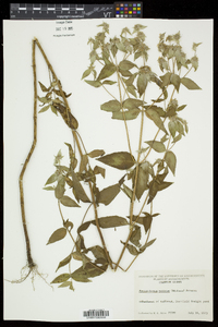 Pycnanthemum muticum image