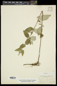 Pycnanthemum incanum image